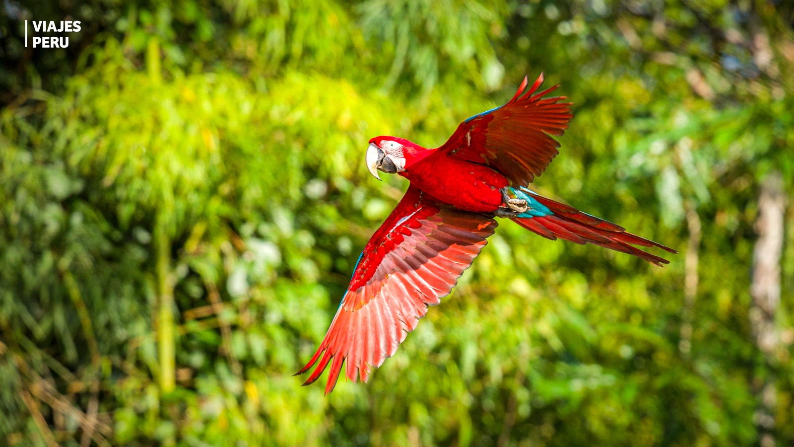 Tambopata Amazon Tour 3 Days + Macaw Clay Lick